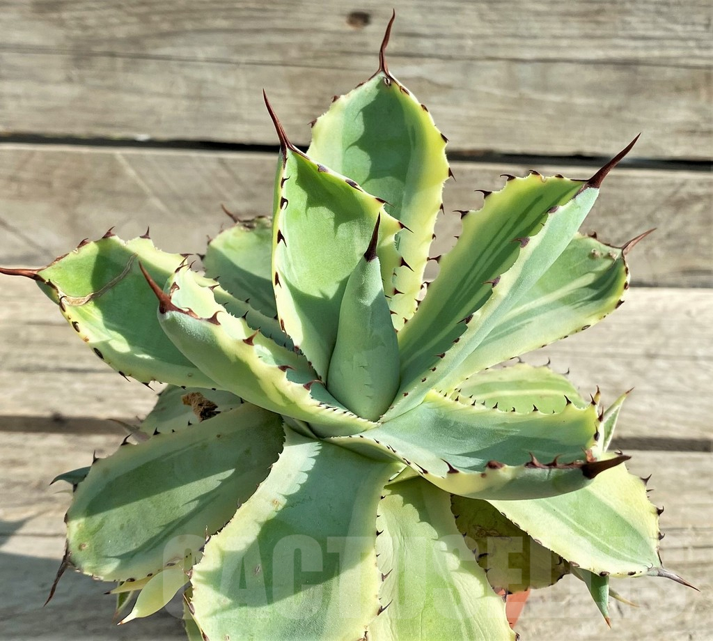 SHPR30206 Agave 'Desert Diamond' - Image 2