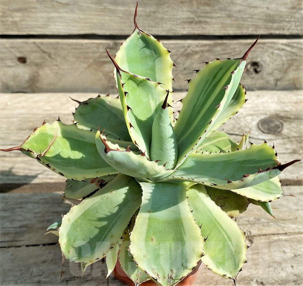 SHPR30206 Agave 'Desert Diamond' - Image 3