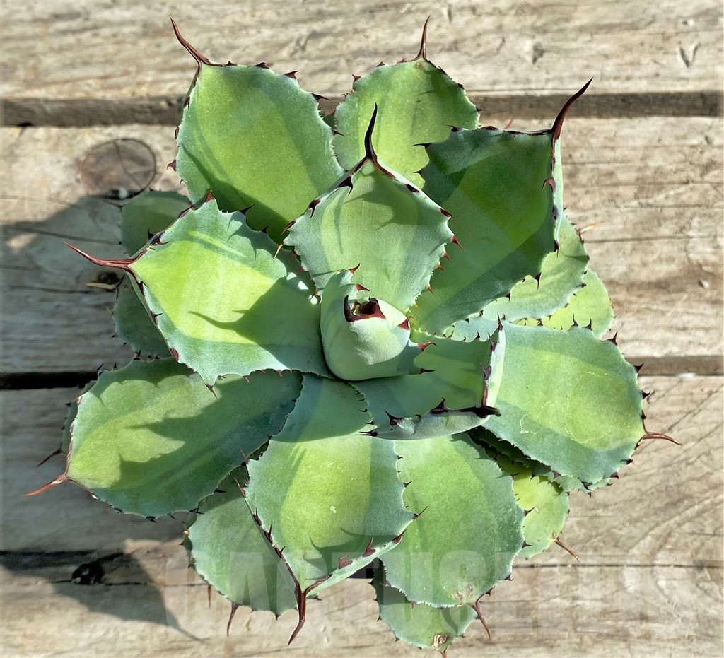 SHPR30207 Agave potatorum 'Lime Green' - Image 2