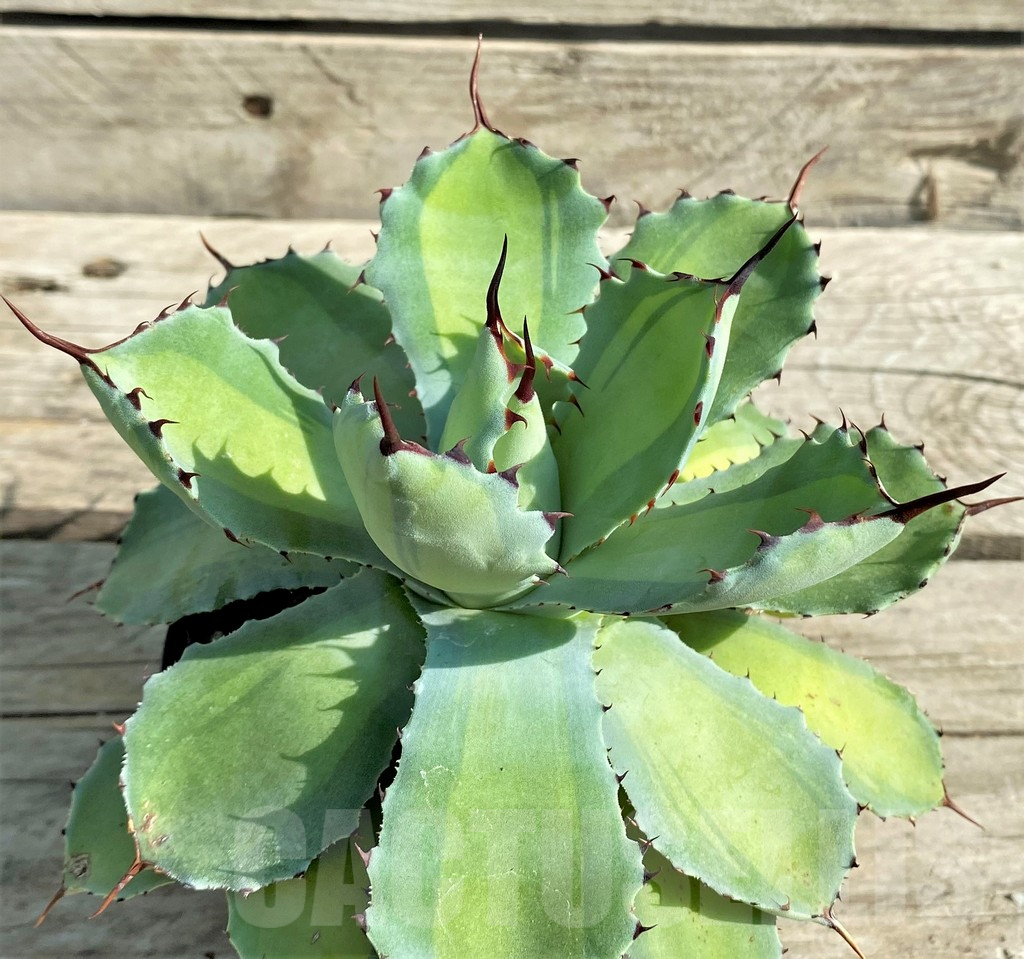 SHPR30207 Agave potatorum 'Lime Green' - Image 3