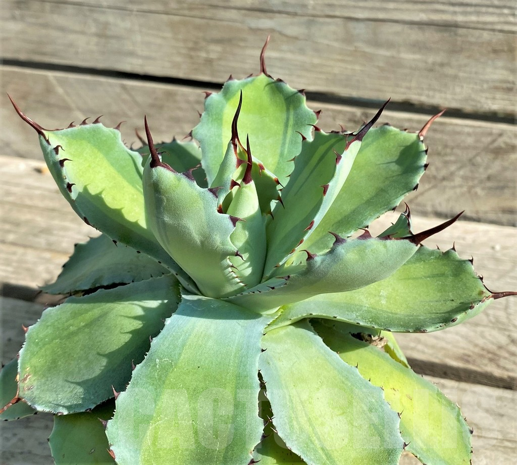 SHPR30207 Agave potatorum 'Lime Green'