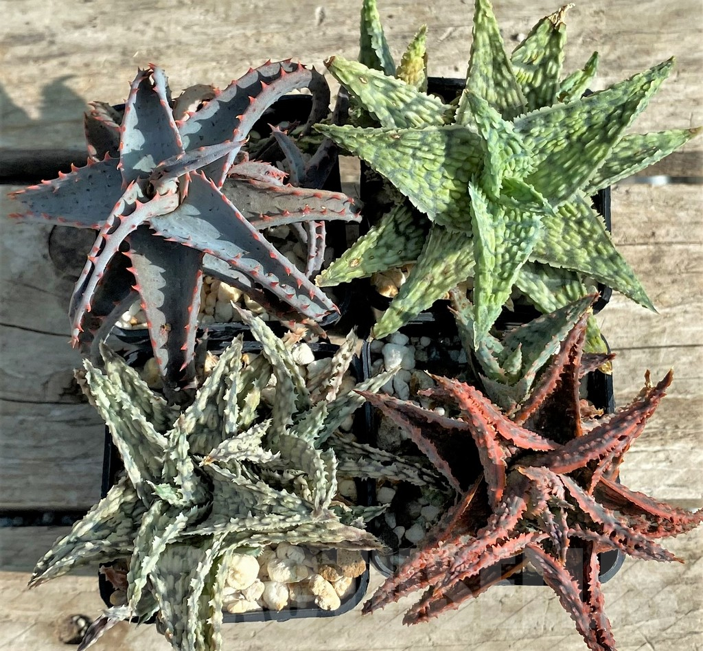 SET104 Aloe mix, 4 plants - Image 2