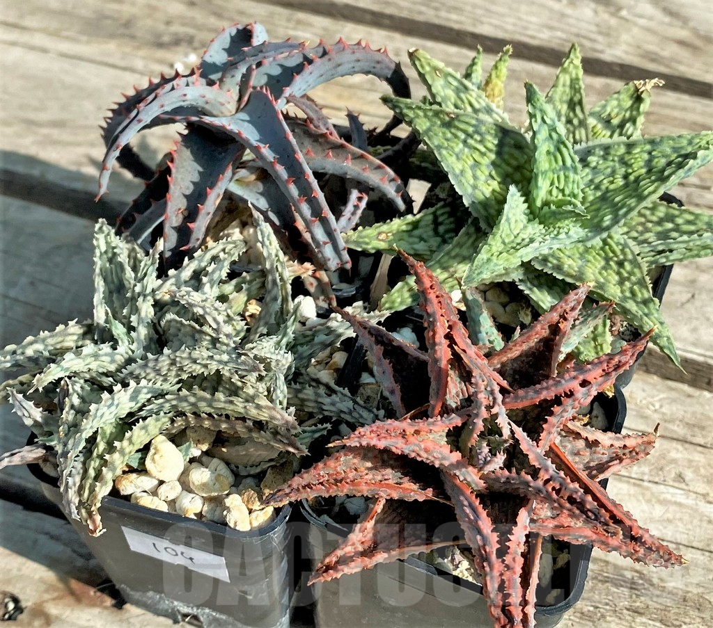 SET104 Aloe mix, 4 plants