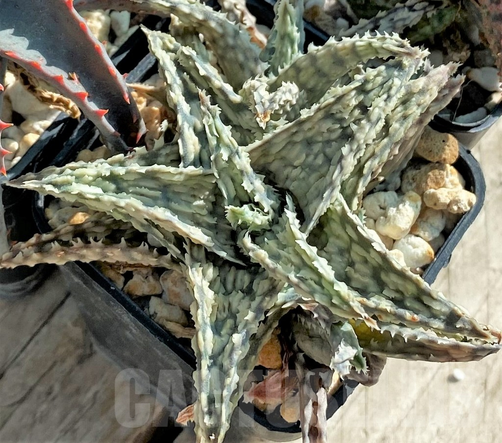 SET104 Aloe mix, 4 plants - Image 3