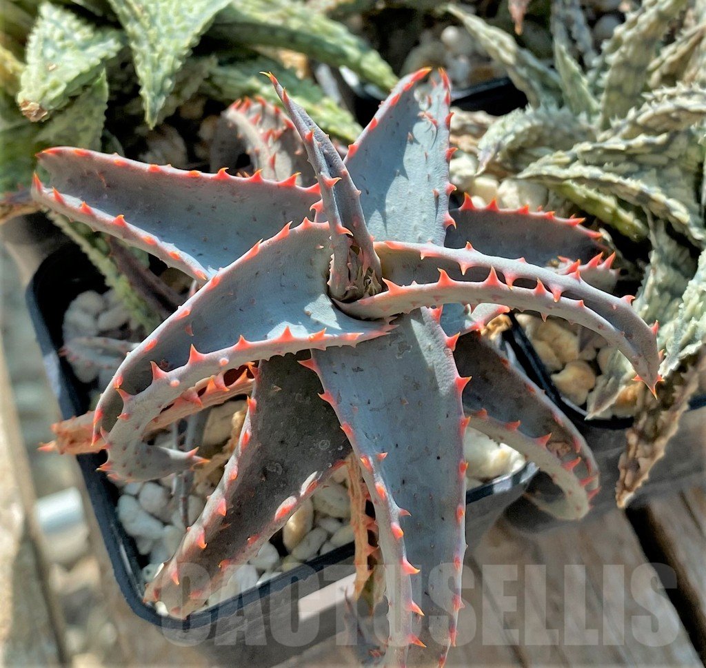 SET104 Aloe mix, 4 plants - Image 4