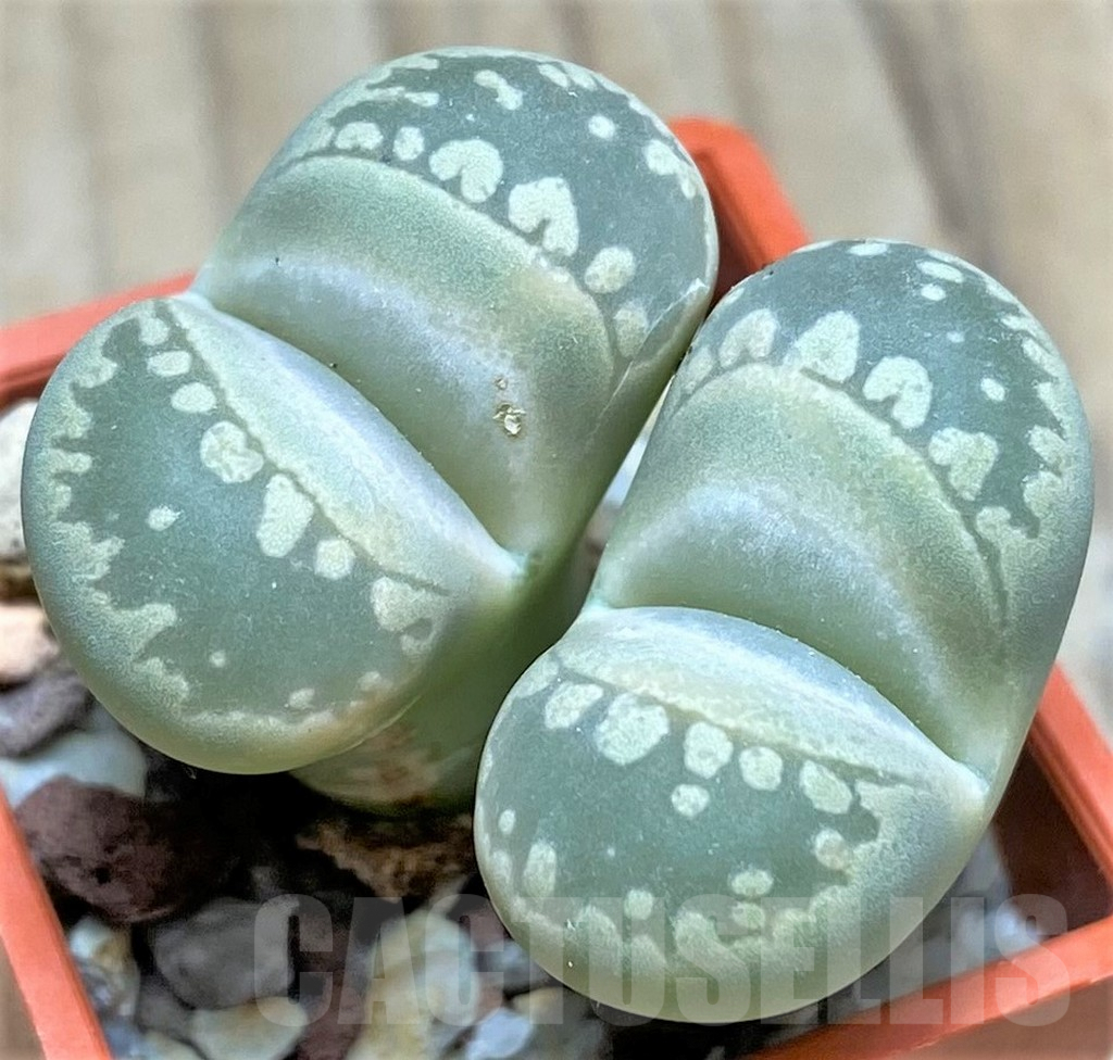 SHPR30208 Lithops otzeniana C350