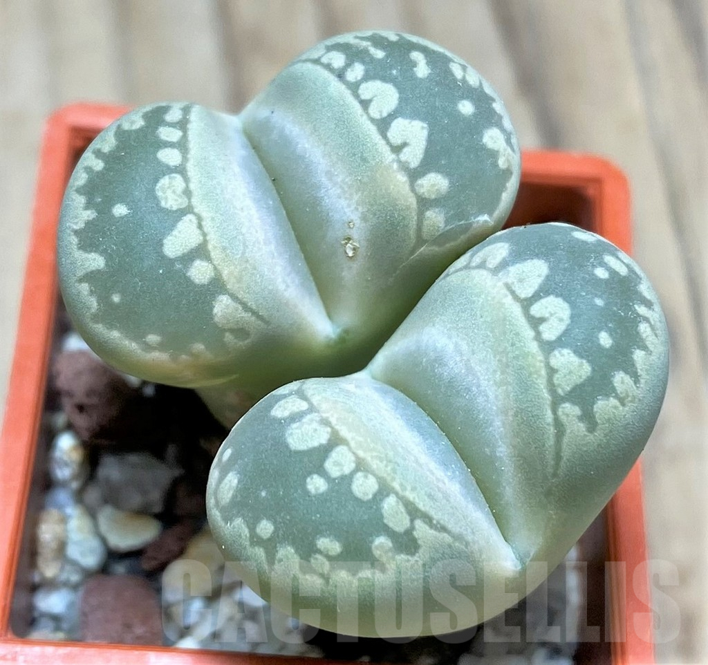 SHPR30208 Lithops otzeniana C350 - Obrázek 2