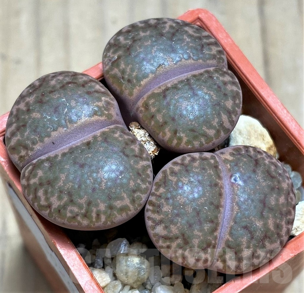 SHPR30209 Lithops bromfieldii 'Rubroroseus' - 画像 (2)