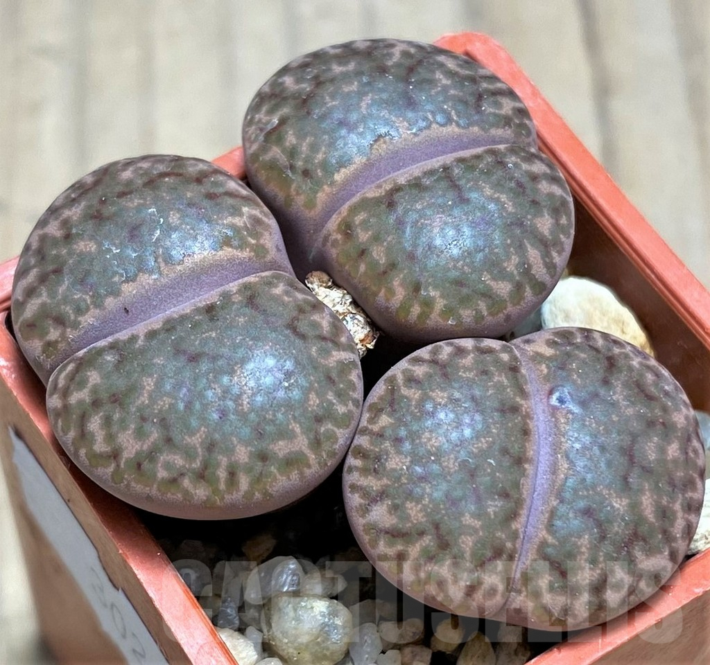 SHPR30209 Lithops bromfieldii 'Rubroroseus'