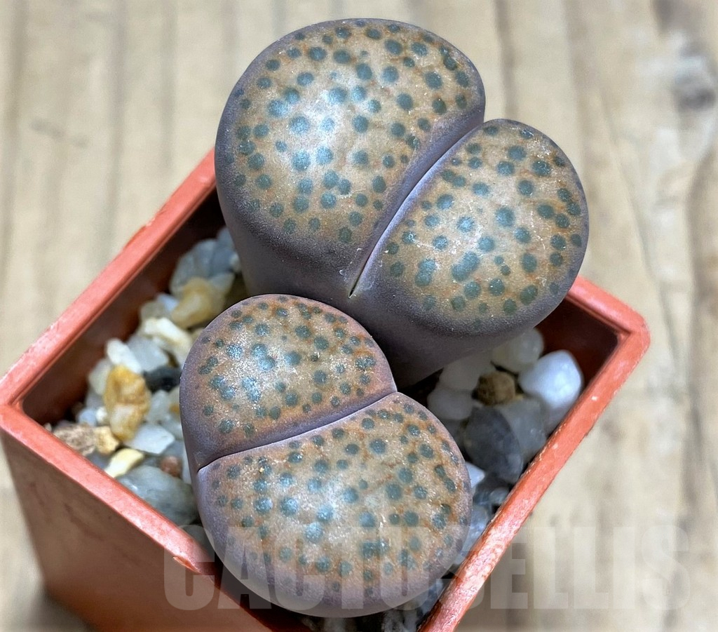 SHPR30211 Lithops fulviceps C266