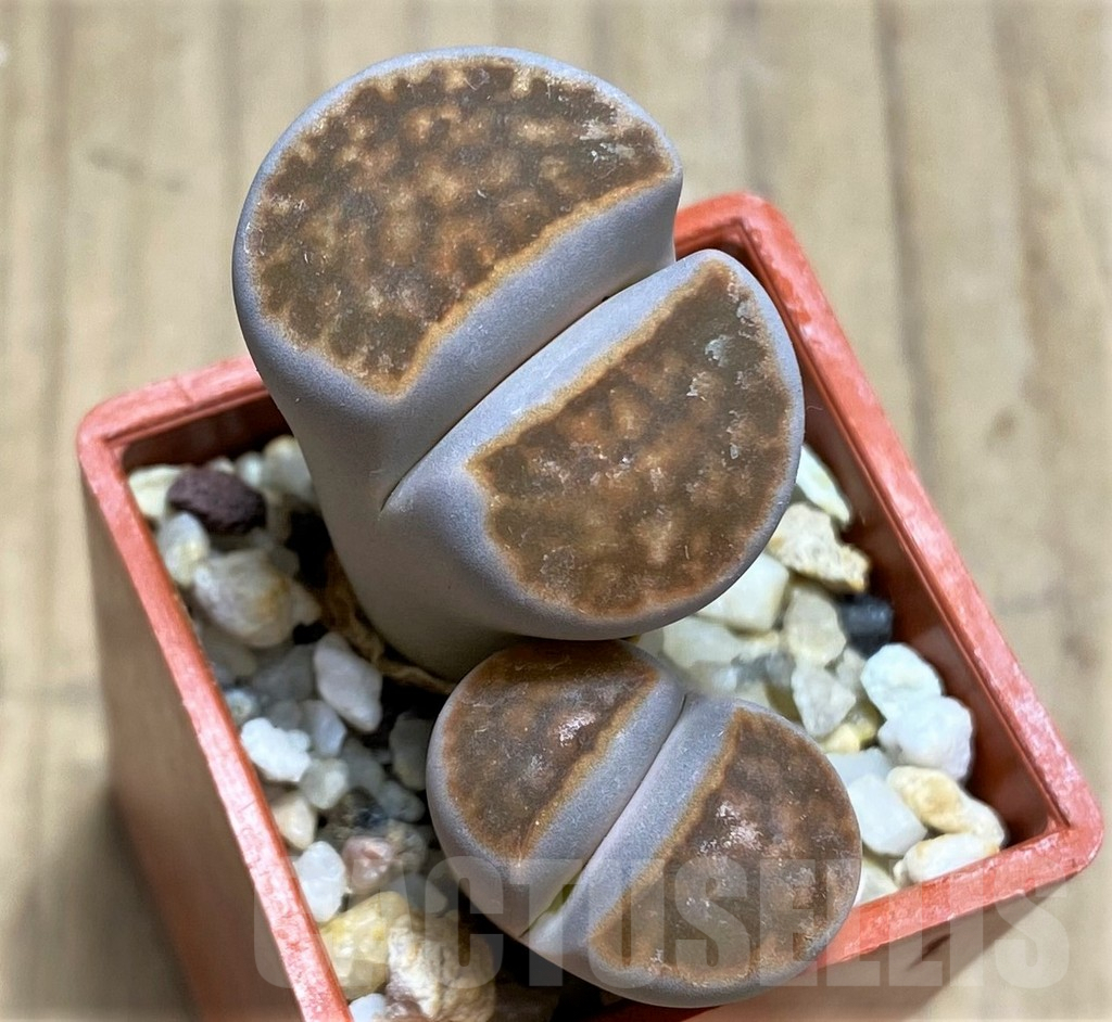 SHPR30212 Lithops karasmontana 'Lateritia' ex MG.1634