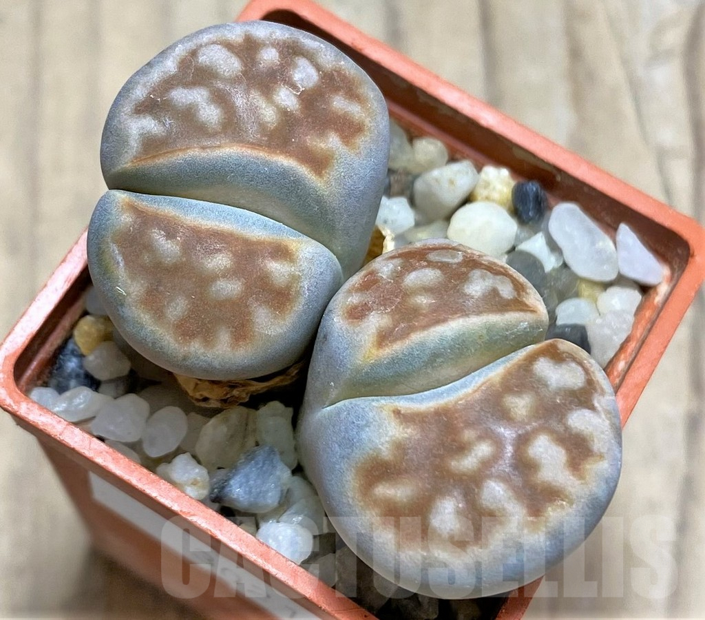 SHPR30213 Lithops karasmontana v. summitatum
