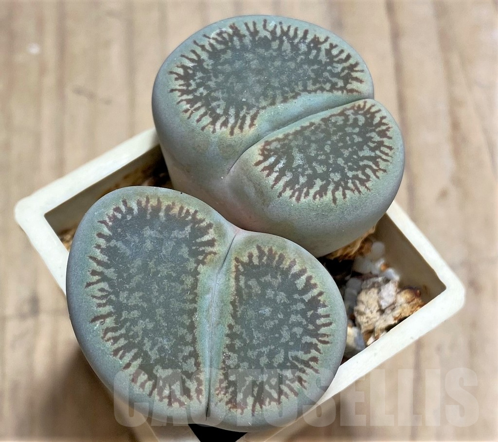 SHPR30214 Lithops aucampiae v. fluminalis