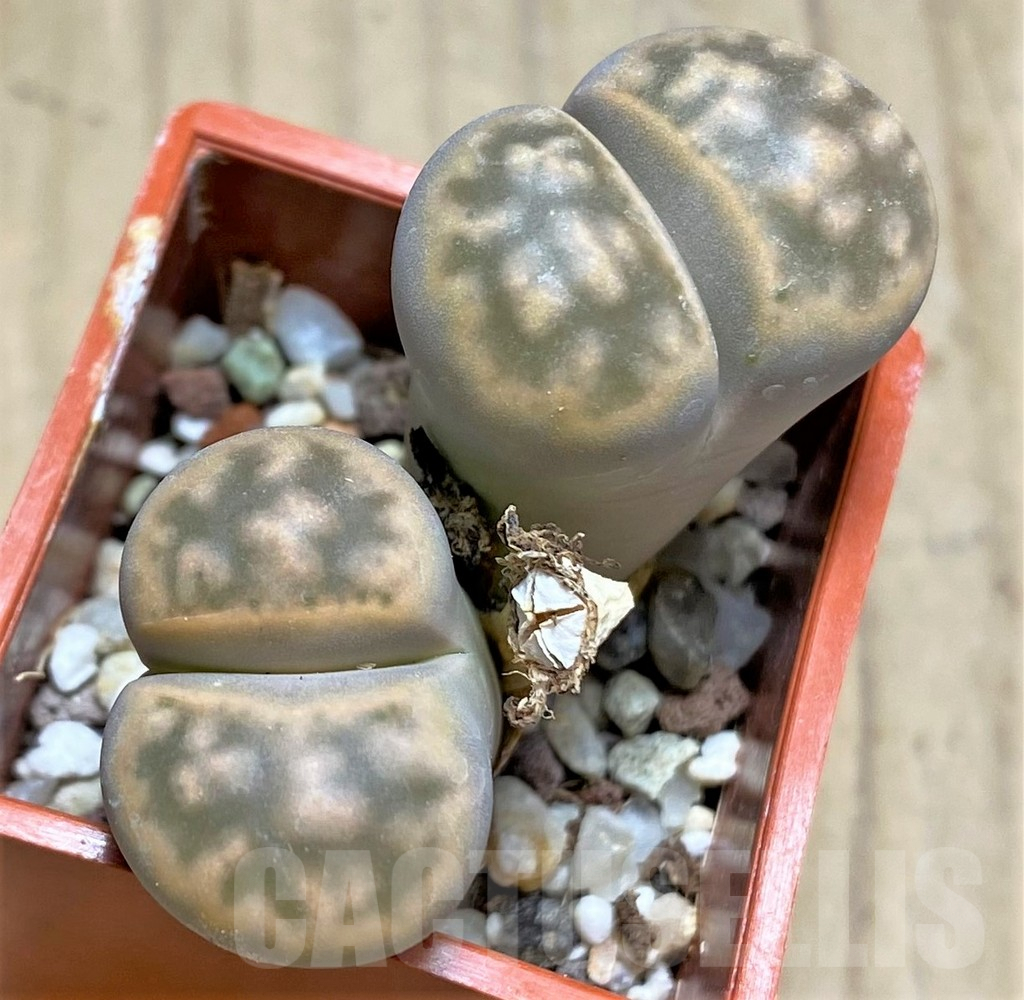 SHPR30215 Lithops karasmontana C065A Signalberg Form - Image 2