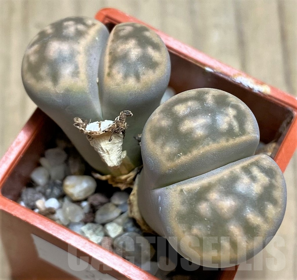 SHPR30215 Lithops karasmontana C065A Signalberg Form