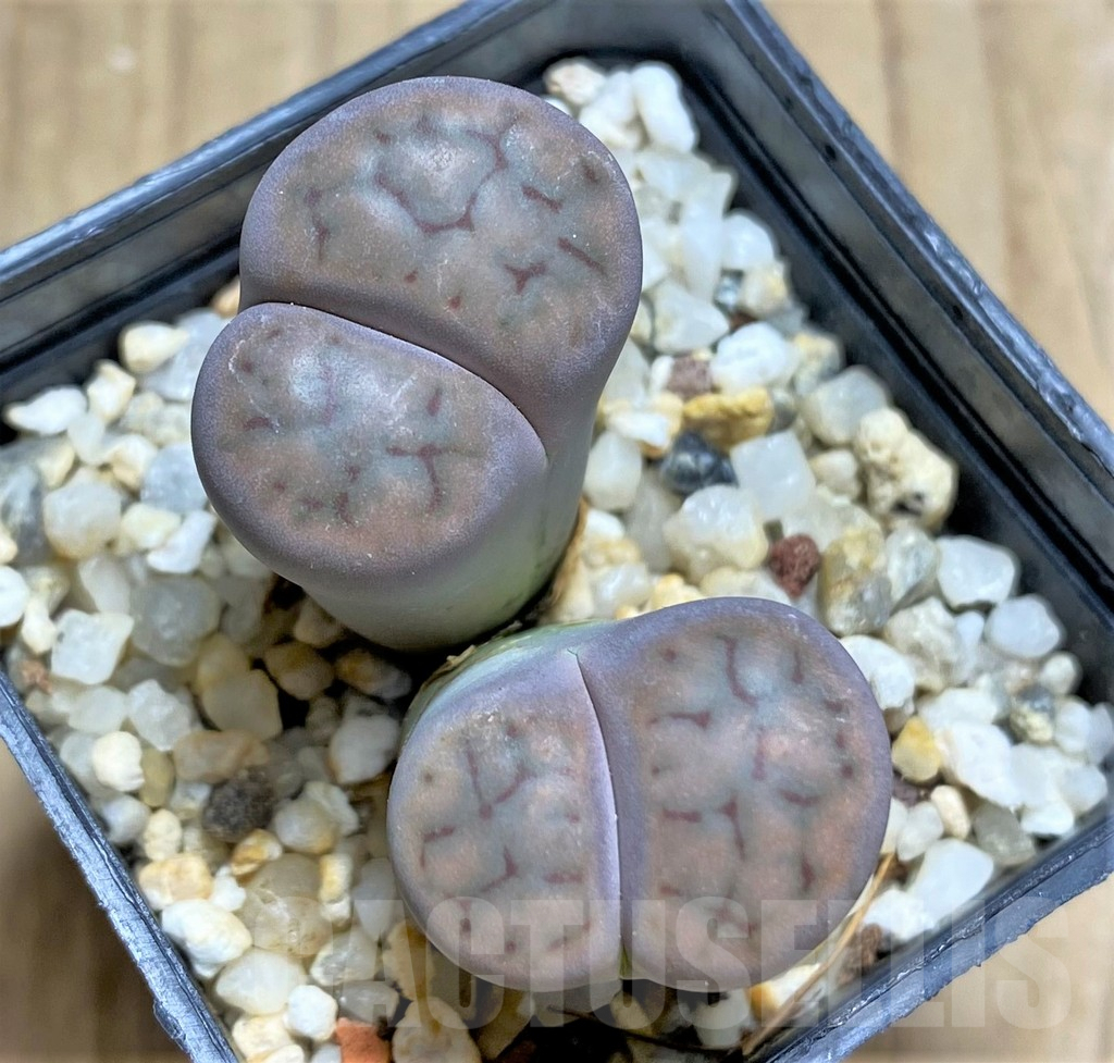 SHPR30216 Lithops schwantesii v. rugosa