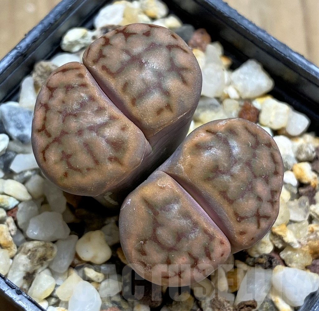 SHPR30217 Lithops schwantesii v. triebneri - Obrázek 2