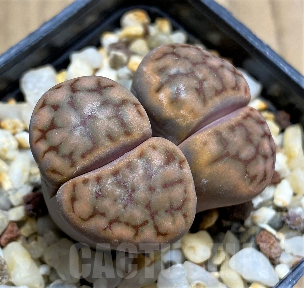SHPR30217 Lithops schwantesii v. triebneri