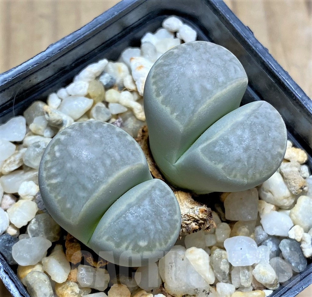 SHPR30220 Lithops marmorata C305