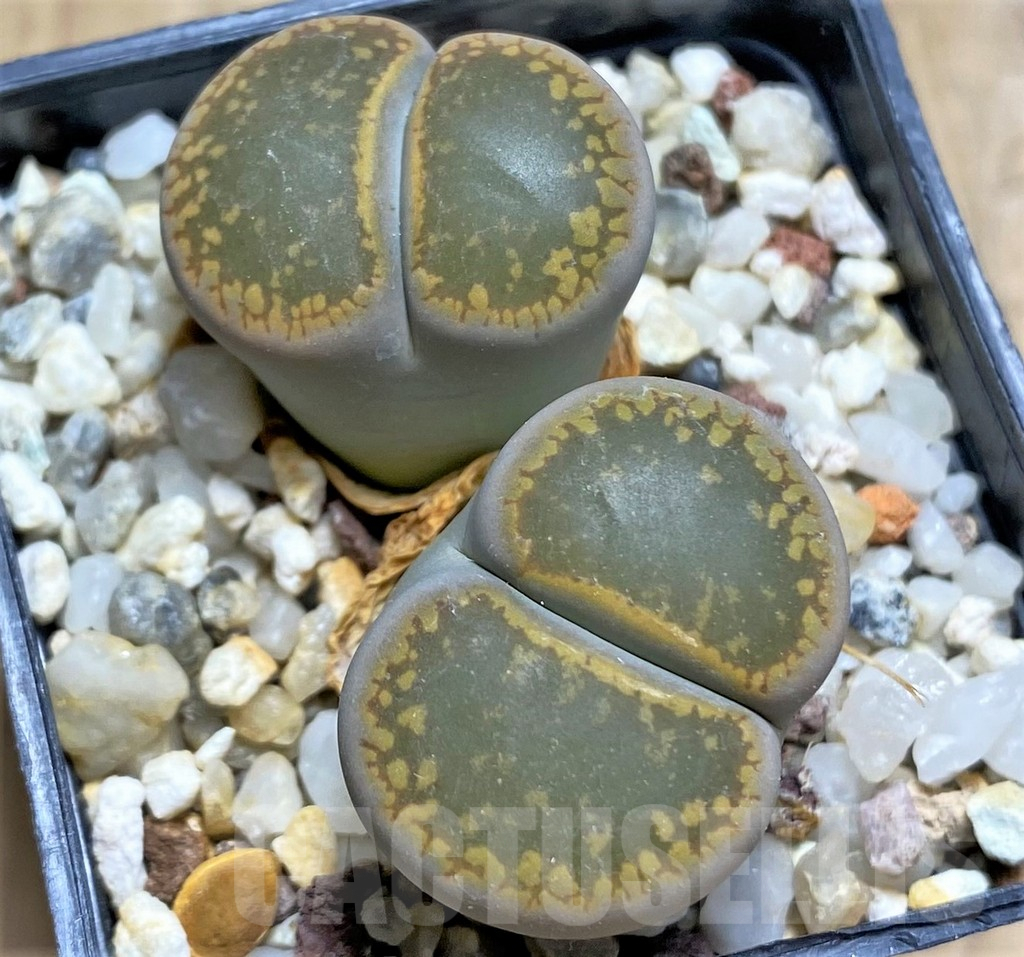 SHPR30221 Lithops aucampiae 'Storms snowcap'