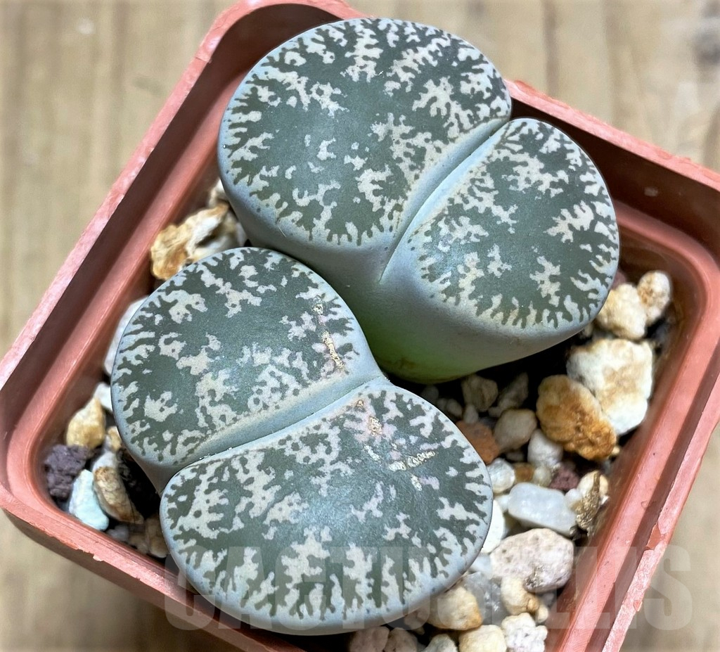 SHPR30223 Lithops lesliei v. venteri