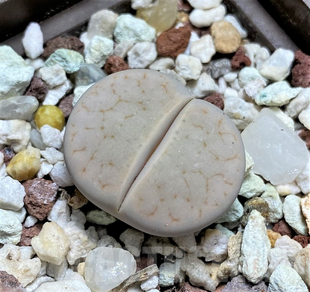 SHPR30224 Lithops gracilidelineata