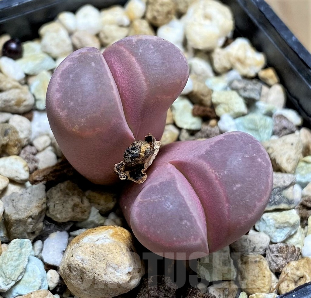 SHPR30225 Lithops optica 'Rubra'