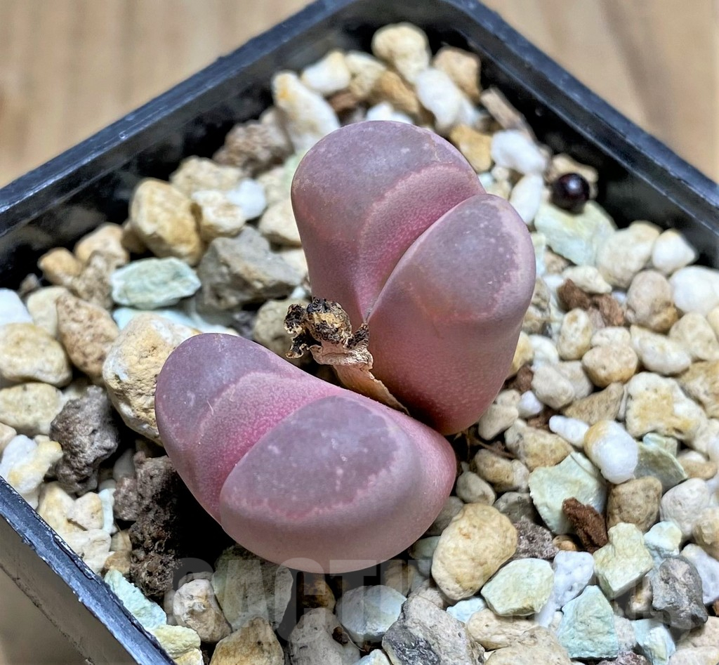 SHPR30225 Lithops optica 'Rubra' - Image 2