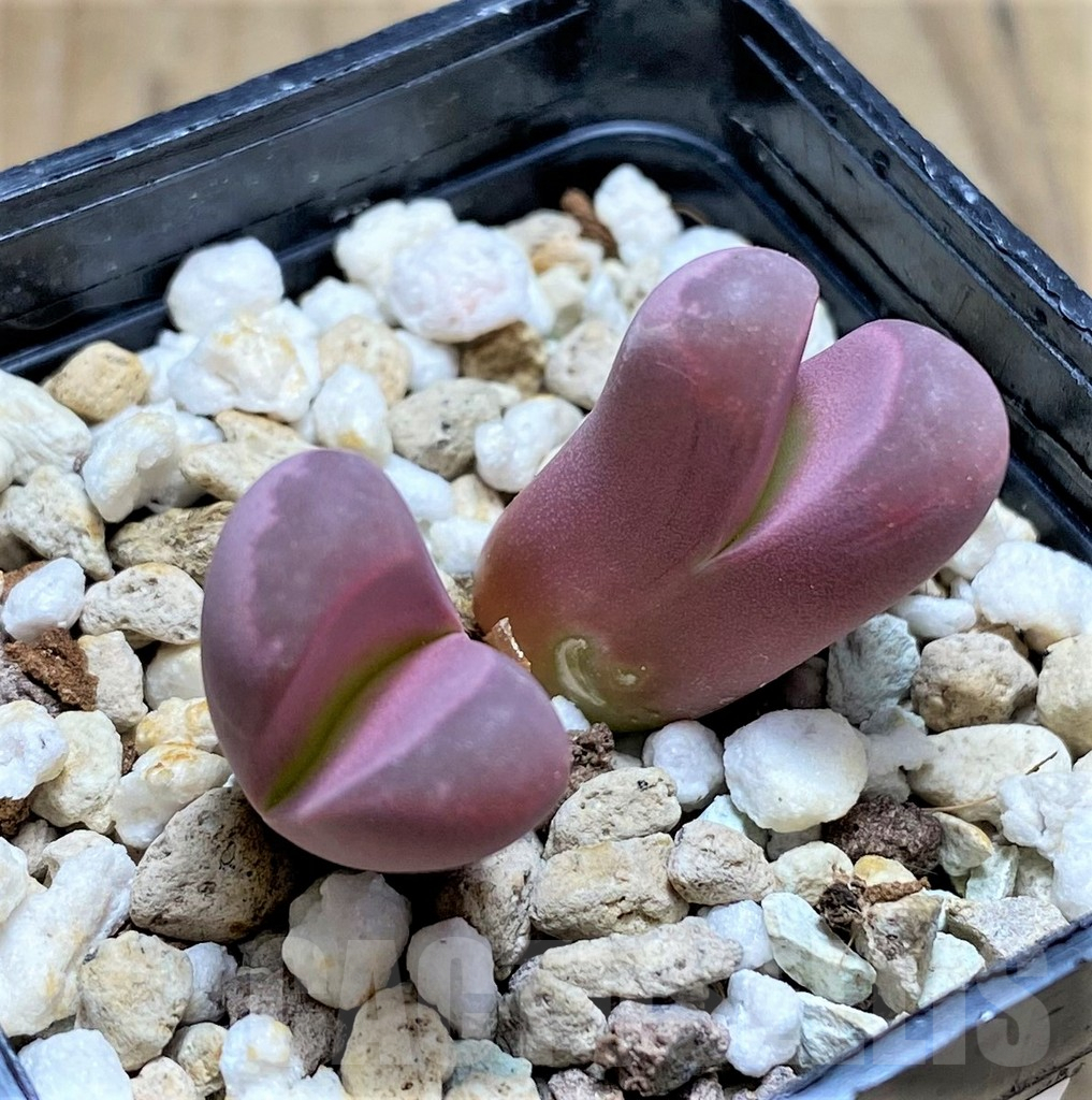 SHPR30226 Lithops optica 'Rubra'