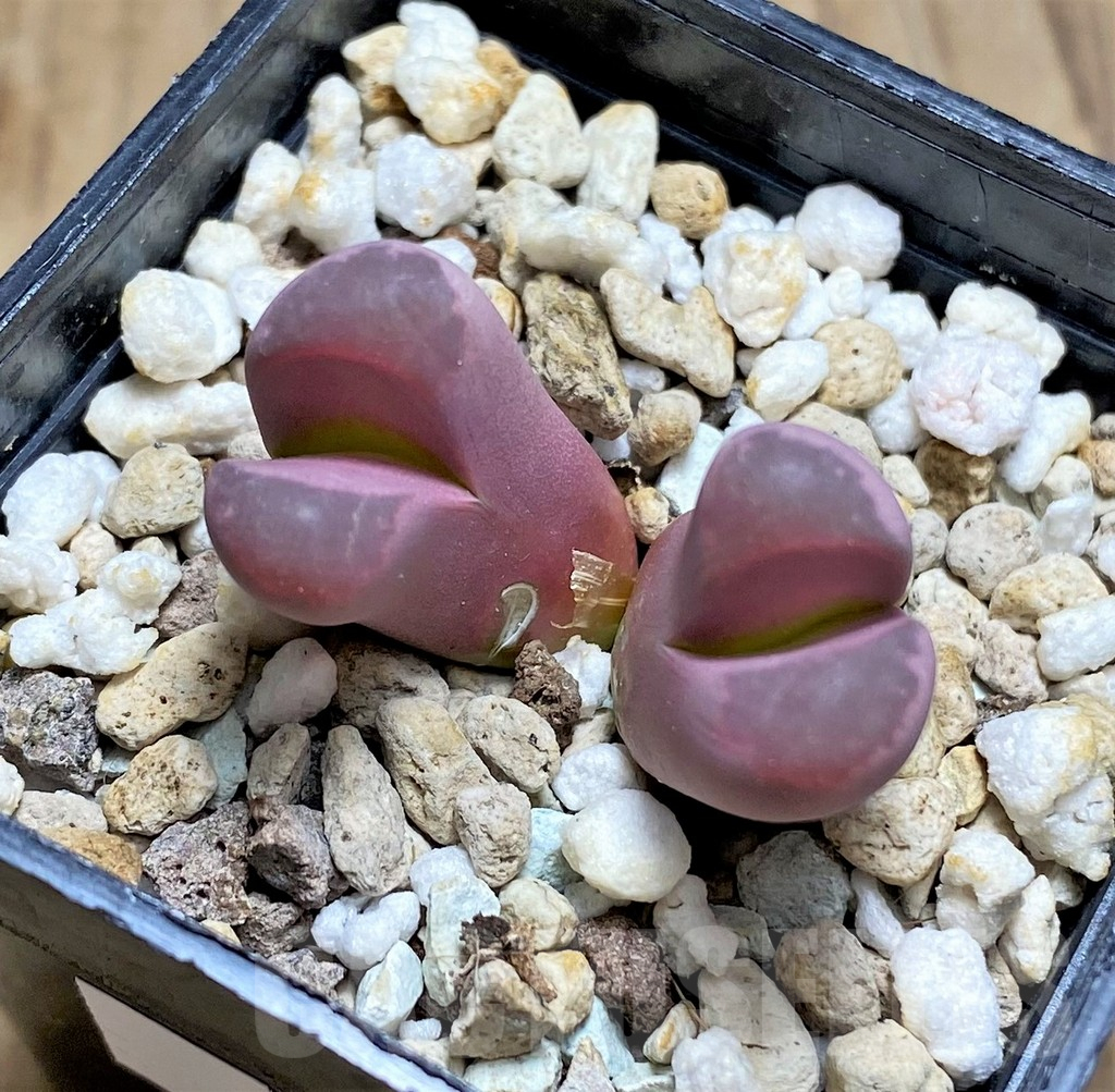 SHPR30226 Lithops optica 'Rubra' - Image 2