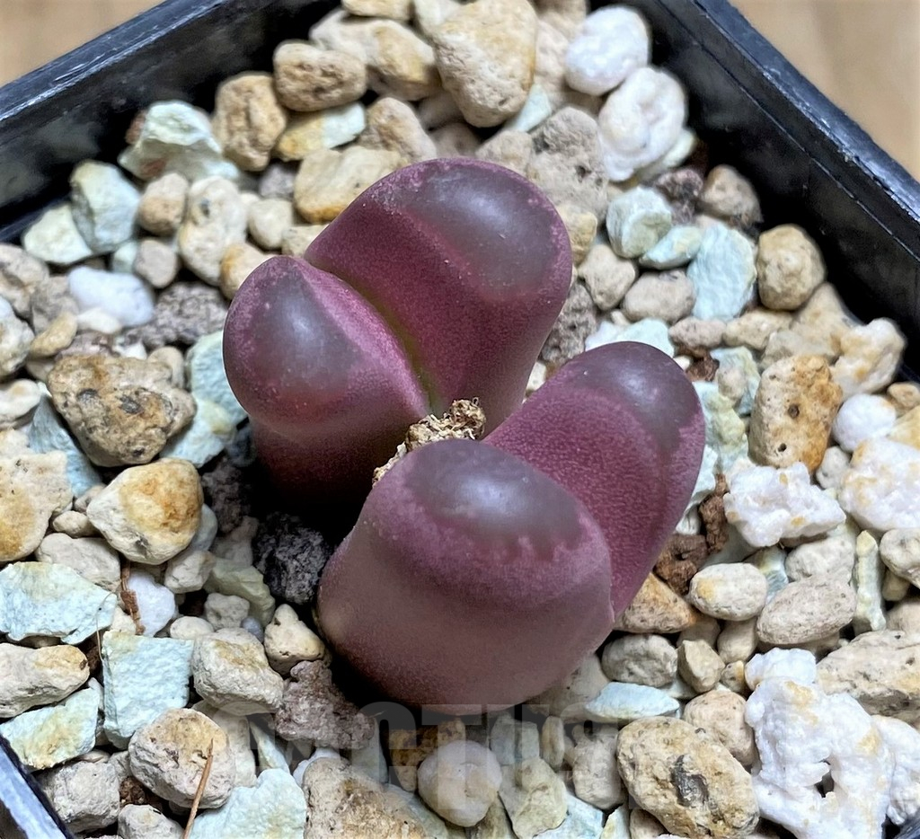 SHPR30227 Lithops optica 'Rubra'