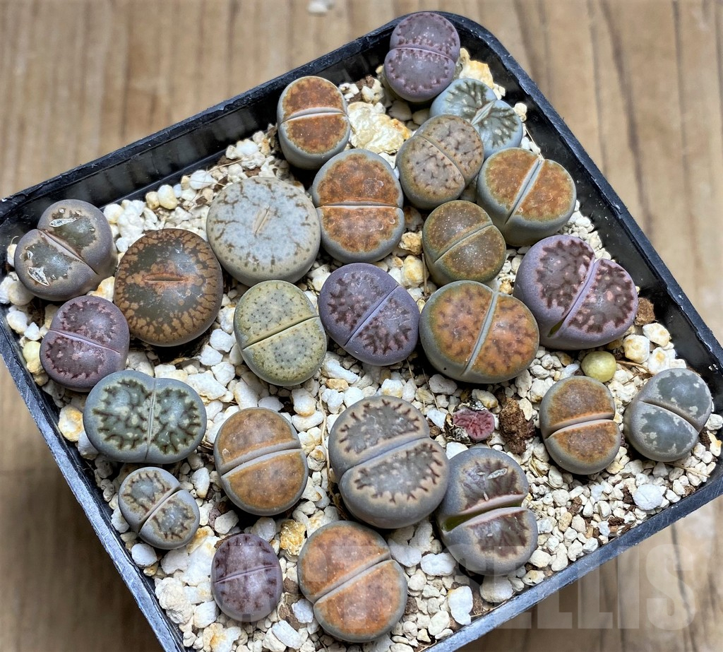 SHPR30228 Lithops mix - Image 2