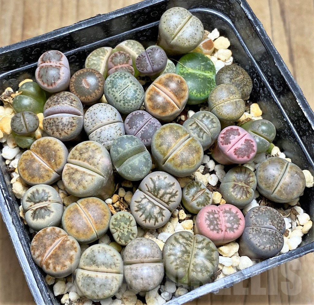 SHPR30229 Lithops mix