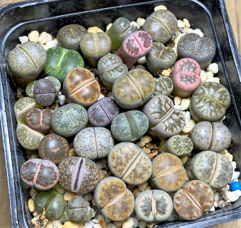 SHPR30229 Lithops mix - Image 2