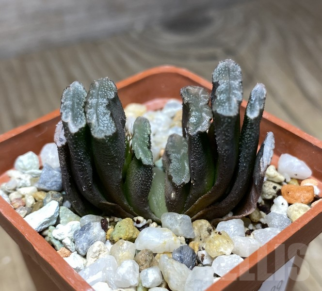 VVG30239 Haworthia truncata seedling - Image 2