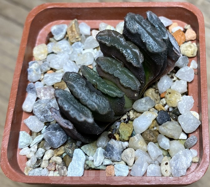 VVG30239 Haworthia truncata seedling