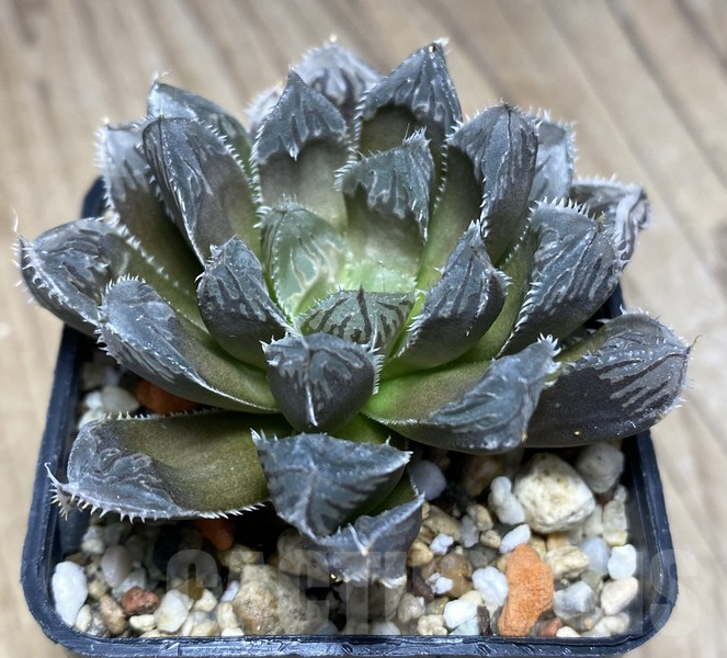 VVG30240 Haworthia cooperi x 'Kegazato'