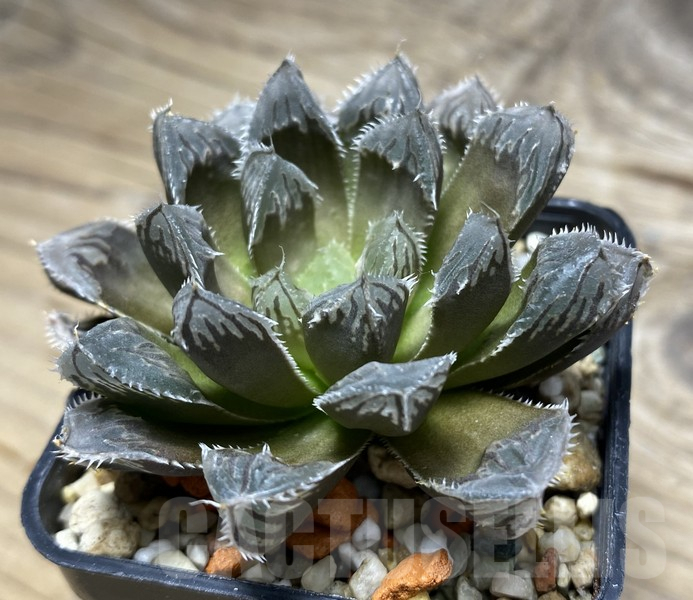 VVG30240 Haworthia cooperi x 'Kegazato' - immagine 2