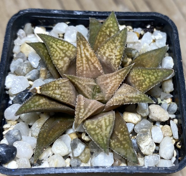 VVG30241 Haworthia ‘Metallica’ x ‘Anna Cocozza’ F2