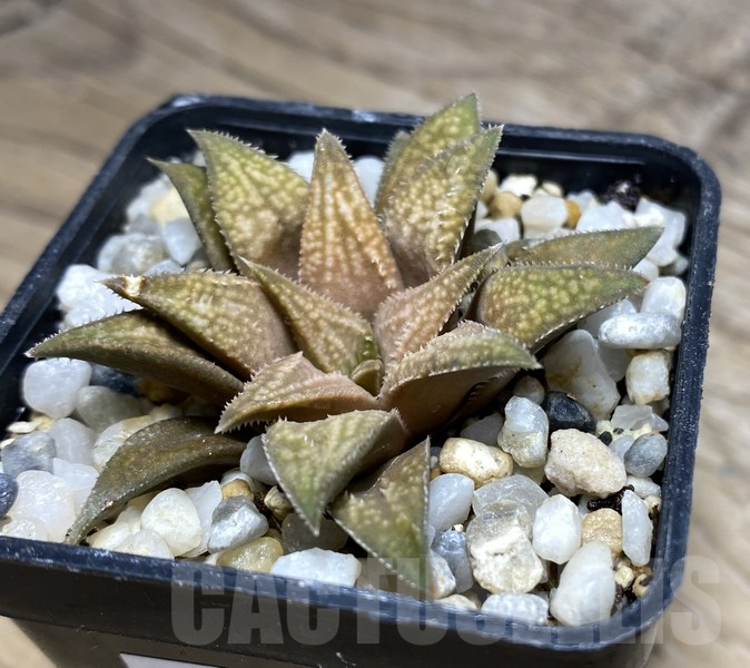 VVG30241 Haworthia ‘Metallica’ x ‘Anna Cocozza’ F2 - Image 2