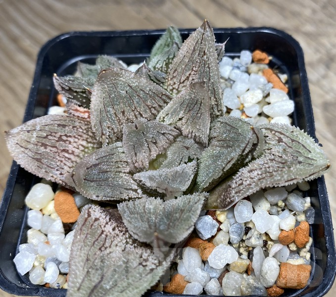 VVG30251 Haworthia 'Gorbi' x VVG30