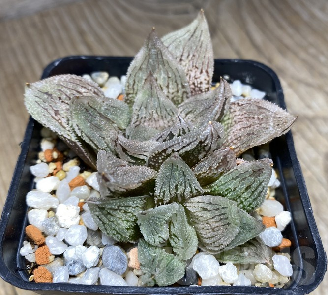 VVG30251 Haworthia 'Gorbi' x VVG30 - Image 2