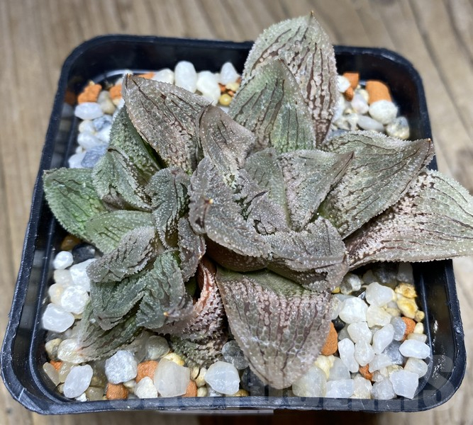 VVG30251 Haworthia 'Gorbi' x VVG30 - Image 3