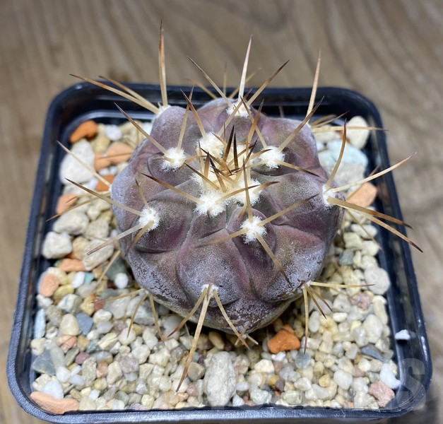 VVG30253 Copiapoa cinerea v.albispina 4 km N. Taltal seedling own roots age over 6 years - Image 2
