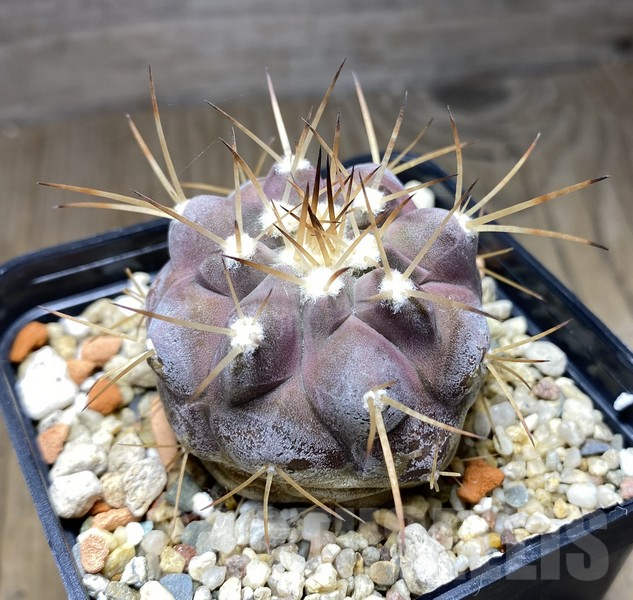 VVG30253 Copiapoa cinerea v.albispina 4 km N. Taltal seedling own roots age over 6 years