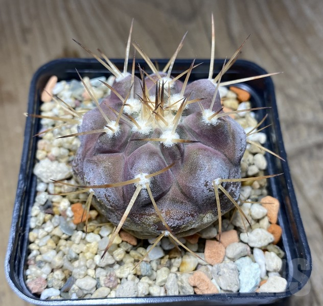 VVG30253 Copiapoa cinerea v.albispina 4 km N. Taltal seedling own roots age over 6 years - Image 3