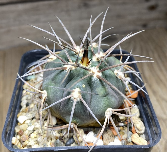 VVG30258 Gymnocalycium spegazzinii v. major JN564 - Image 3