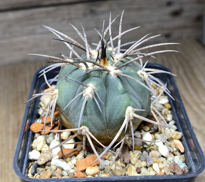 VVG30258 Gymnocalycium spegazzinii v. major JN564