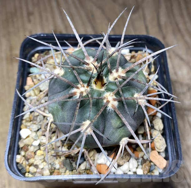 VVG30258 Gymnocalycium spegazzinii v. major JN564 - Image 2