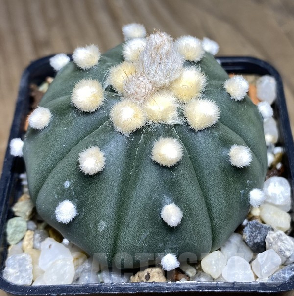 VVG30261 Astrophytum asterias 'Ooibo'